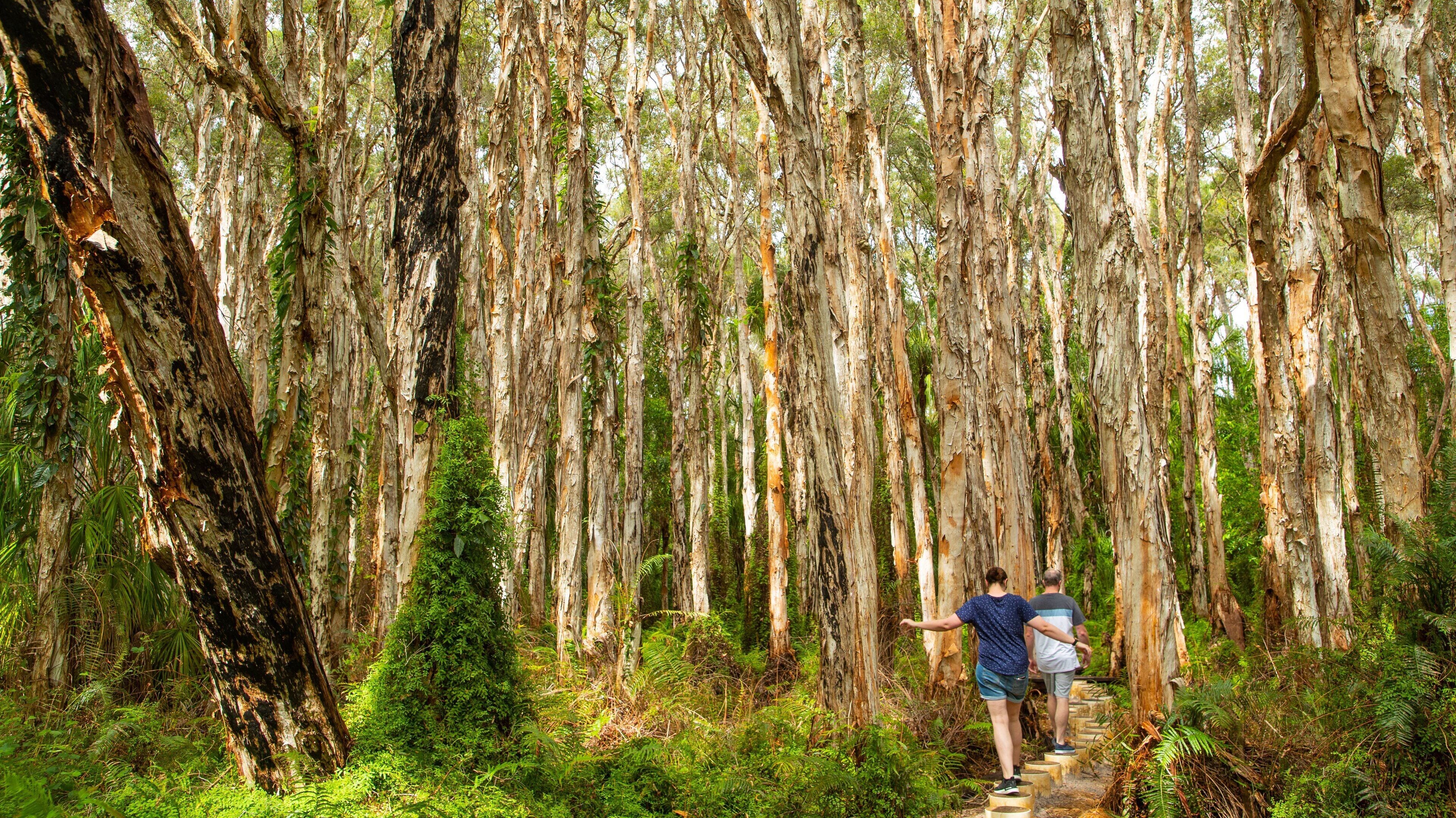 Paperbark Forest Boardwalk showing forest scenes and a garden as well as a couple
