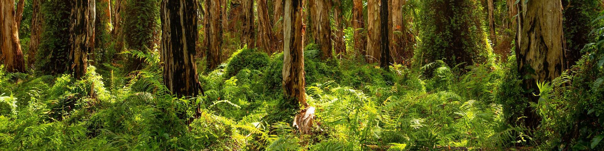 A dense forest with tall, slender trees and lush green undergrowth.