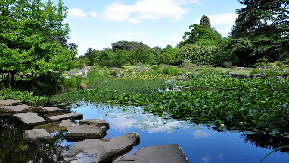 A pond with lily pads, rocks, and lush greenery.