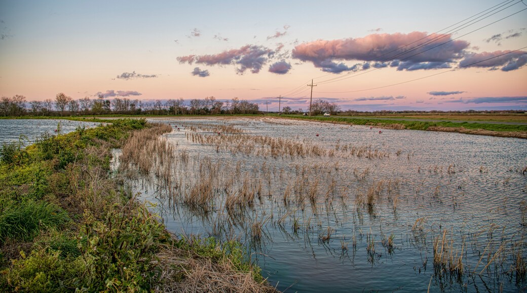 Sundown in the Field Fields of Acadia Parish in Louisiana