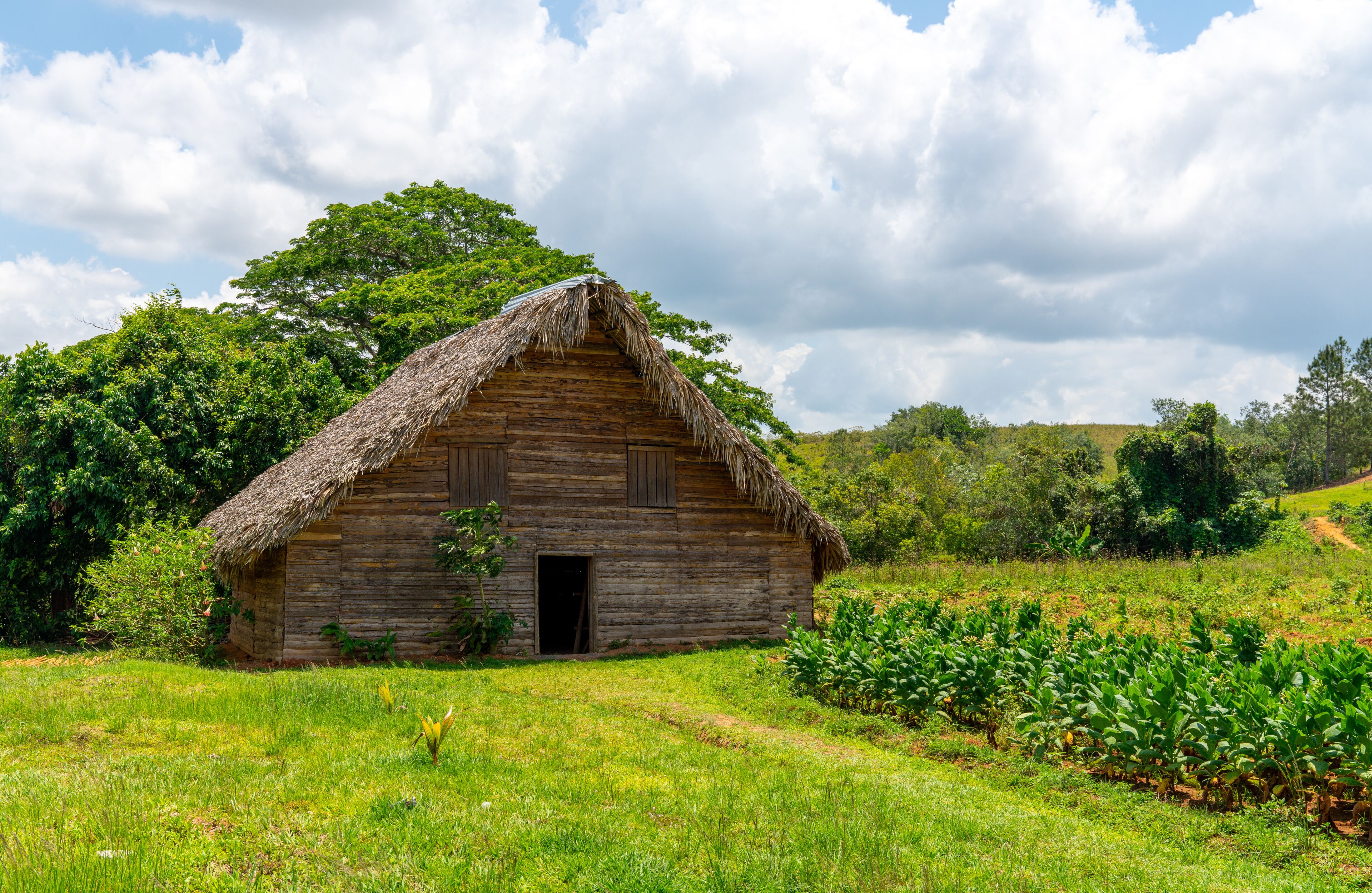 Tobacco shed or barn for drying tobacco leaves in Cuba