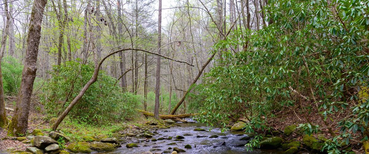 A forest stream with rocks and trees.