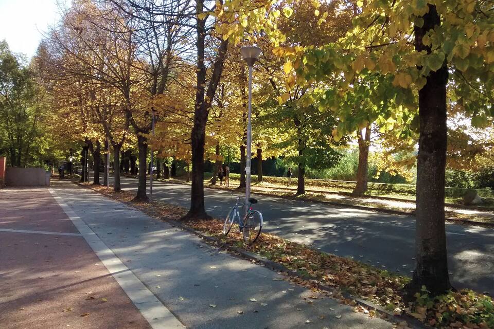 Rua arborizada com folhas de outono, uma bicicleta e um passeio.