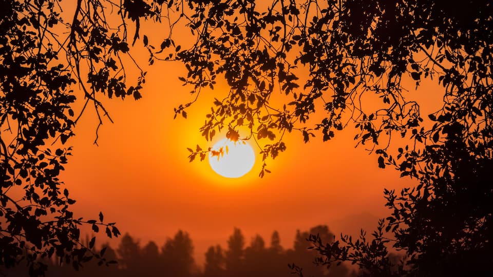 A sunset with the sun partially obscured by tree branches.