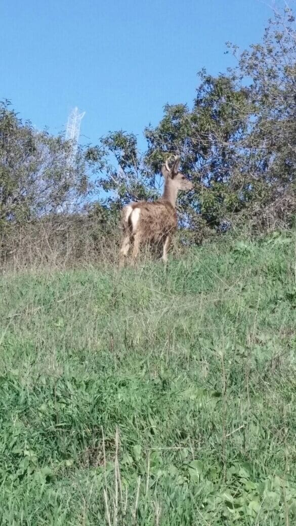 25 miles of trails. Lots of deer.
