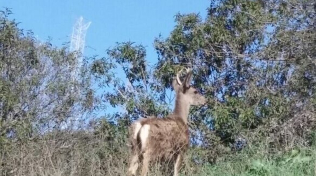 25 miles of trails. Lots of deer.