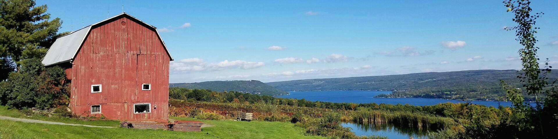 Vintage Abandoned Wooden Red Barn with Wine Vineyard and Lake in Background