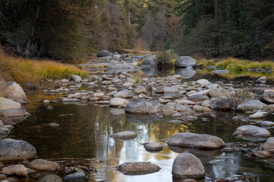A calm river with large rocks and dense forest in the background.