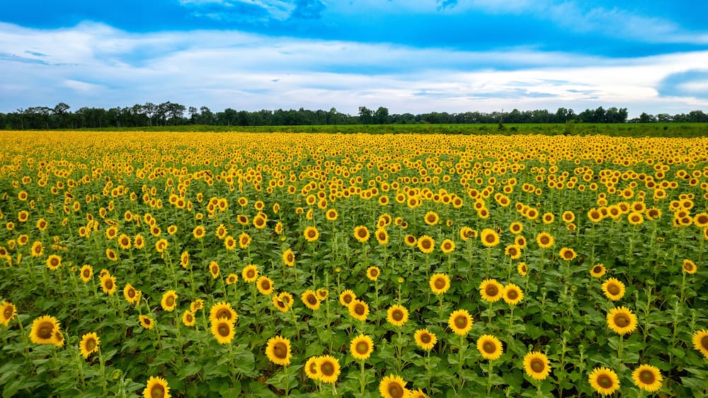 A sunflower field under a blue sky.