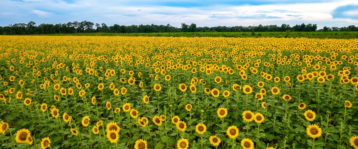 A sunflower field under a blue sky.