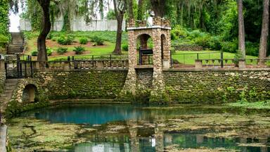 Radium Springs with clear blue water