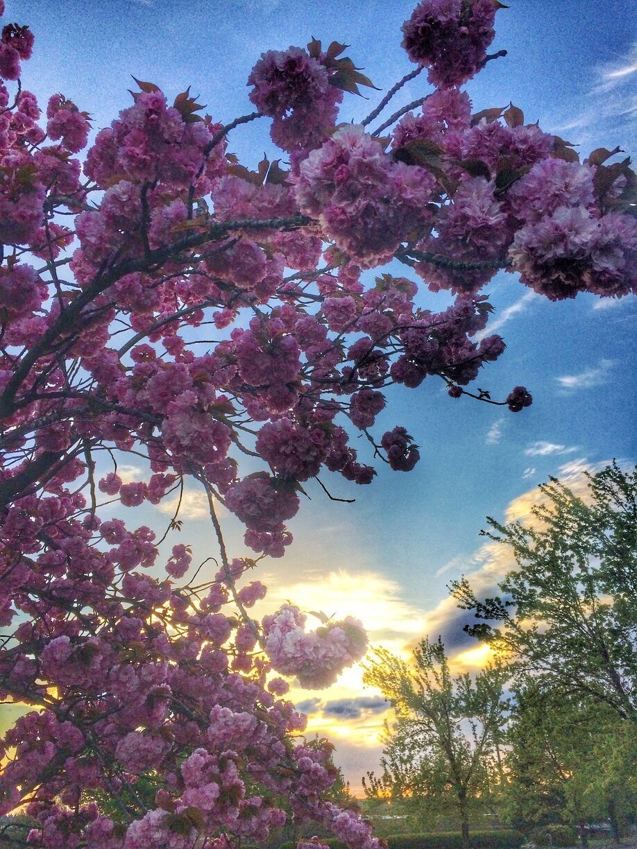 Springtime sunset over cherry blossoms. 
#goldenhour