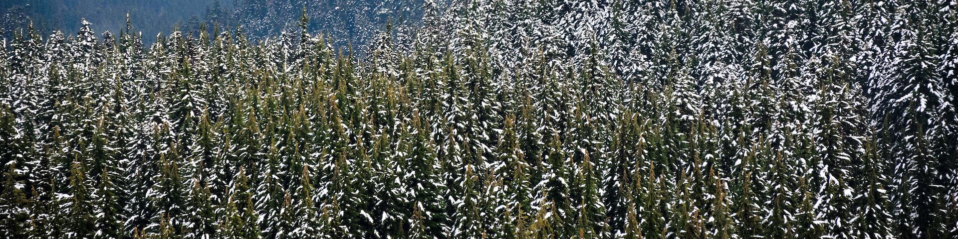 Mount Hood