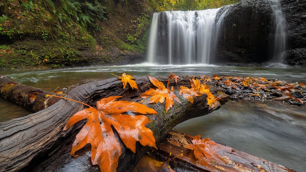 Maple Leaves on Tree Log at Hidden Falls in Happy Valley OR USA