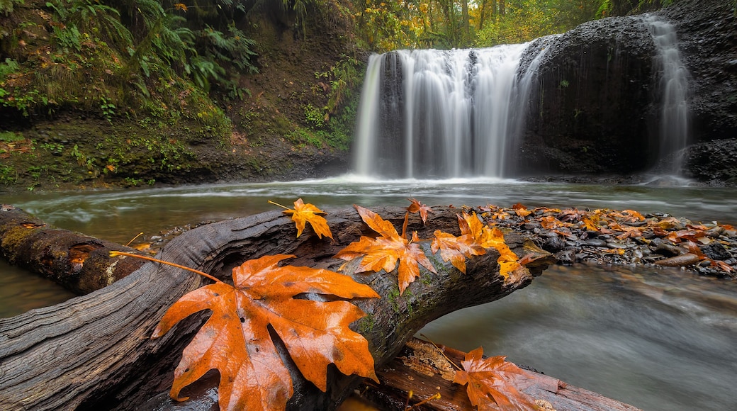 Maple Leaves on Tree Log at Hidden Falls in Happy Valley OR USA