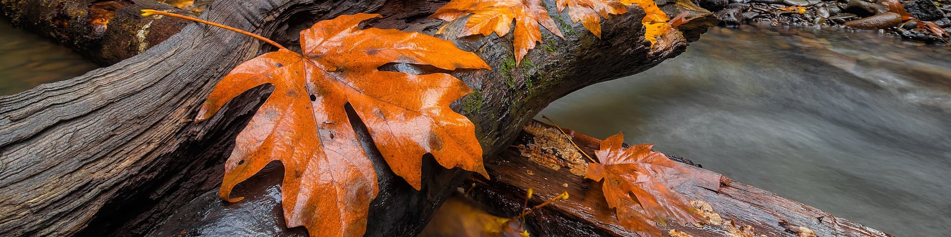 Maple Leaves on Tree Log at Hidden Falls in Happy Valley OR USA