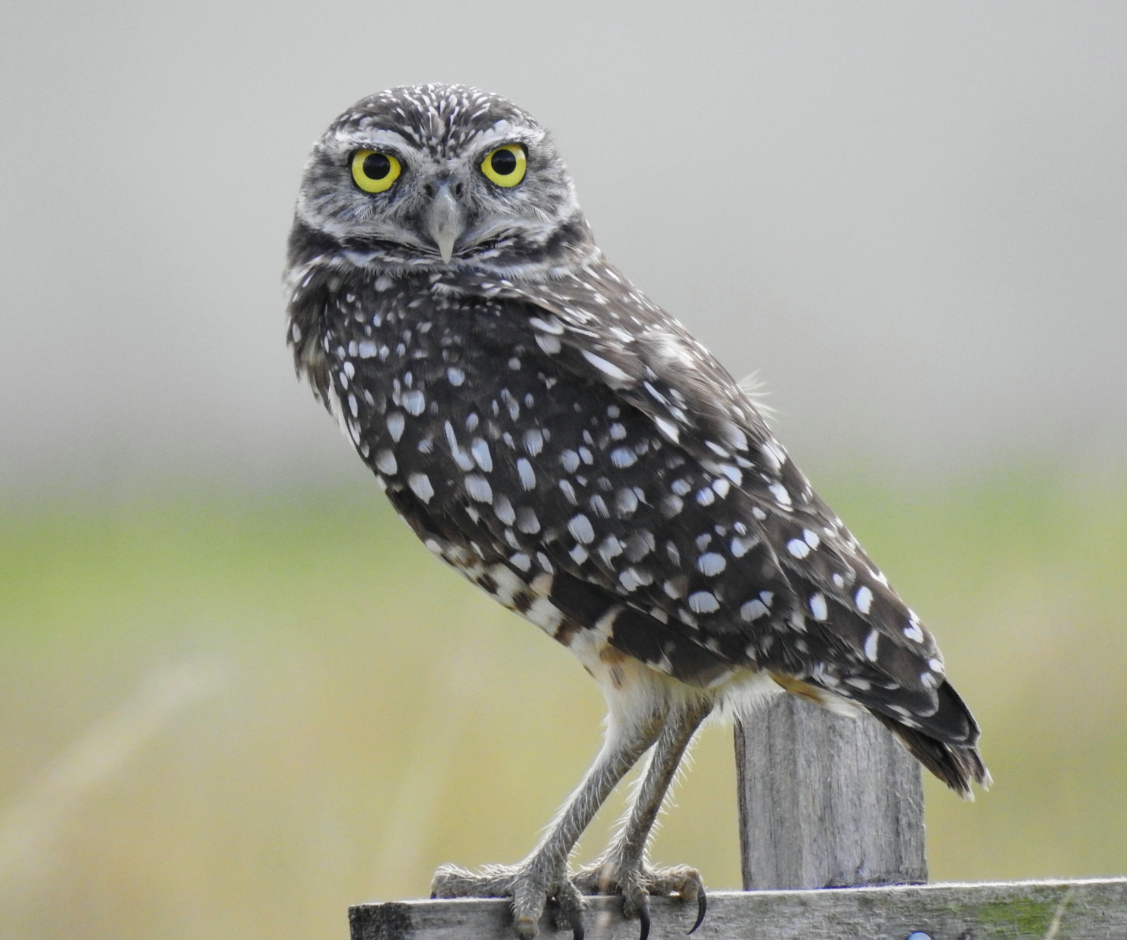 Another semi-serendipitous wildlife encounter in our criss-cross Florida adventure!

We went to Cape Coral, home of the largest concentration of burrowing owls (Athene cunicularia floridana) in Florida.

In the heat of midday, our search turned up plenty of staked off burrows and wooden perches, but no owls in sight. We decided to head to the coast for a spell and return to owl spotting near dusk.

On our way out of the library parking lot, this down right adorable specimen appeared on a previously unoccupied perch!

We photographed from a distance and he was a very gracious and patient subject, striking all sorts of poses.