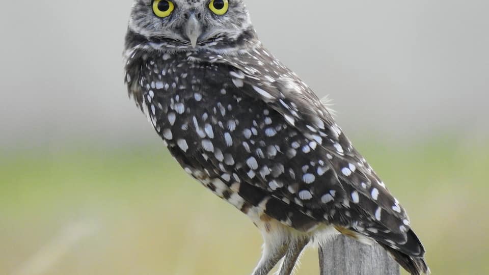 Another semi-serendipitous wildlife encounter in our criss-cross Florida adventure!
We went to Cape Coral, home of the largest concentration of burrowing owls (Athene cunicularia floridana) in Florida.
In the heat of midday, our search turned up plenty of staked off burrows and wooden perches, but no owls in sight. We decided to head to the coast for a spell and return to owl spotting near dusk.
On our way out of the library parking lot, this down right adorable specimen appeared on a previously unoccupied perch!
We photographed from a distance and he was a very gracious and patient subject, striking all sorts of poses.