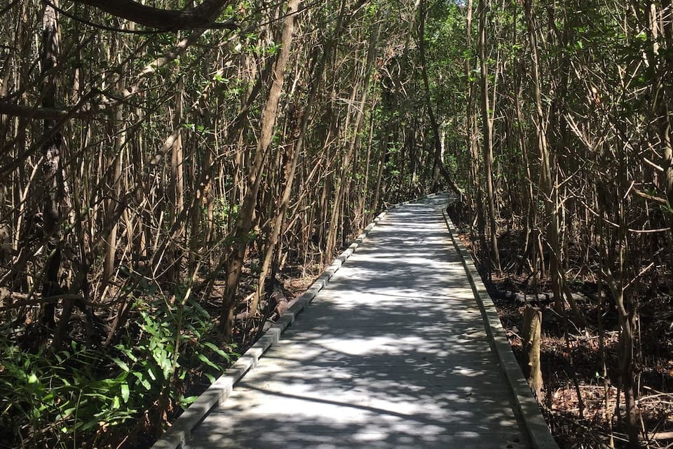Un camí de fusta sobre un manglar.