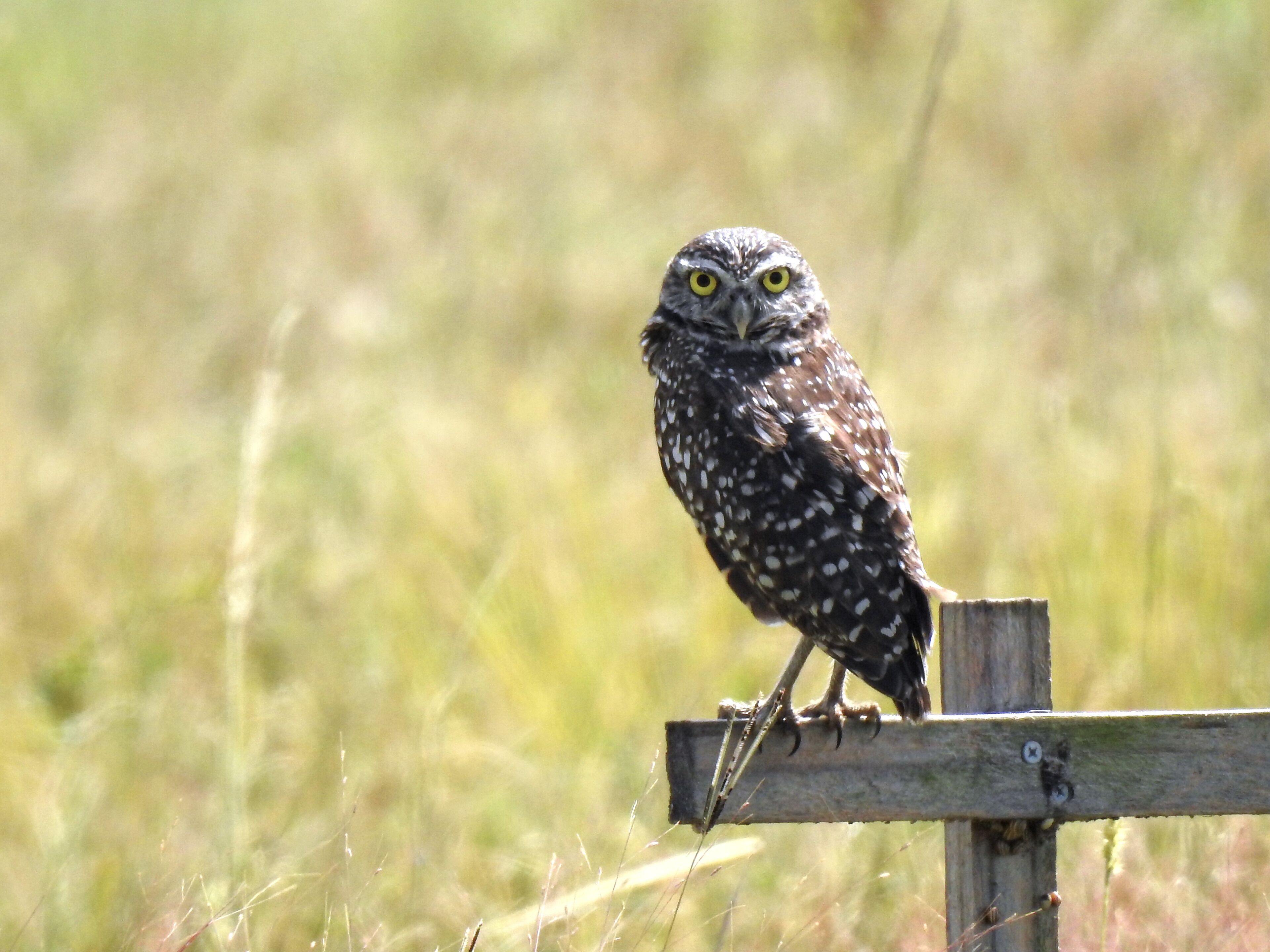There's a pretty good chance that wherever you live, the trees nearby are home to some species of owl.

However, unless you travel to a few specific locations, it's unlikely these owls live underground in burrows.

One of these places is Cape Coral, home of the largest concentration of burrowing owls (Athene cunicularia floridana) in Florida.

The usual battle of developer vs nature aside, this city has really embraced its ground dwelling winged brethren. They even provide information on how to create a burrowing site on your property.


#Trovember