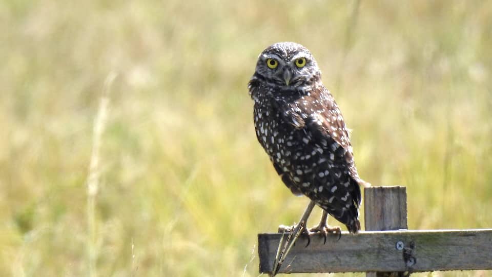 There's a pretty good chance that wherever you live, the trees nearby are home to some species of owl.
However, unless you travel to a few specific locations, it's unlikely these owls live underground in burrows.
One of these places is Cape Coral, home of the largest concentration of burrowing owls (Athene cunicularia floridana) in Florida.
The usual battle of developer vs nature aside, this city has really embraced its ground dwelling winged brethren. They even provide information on how to create a burrowing site on your property.
#Trovember