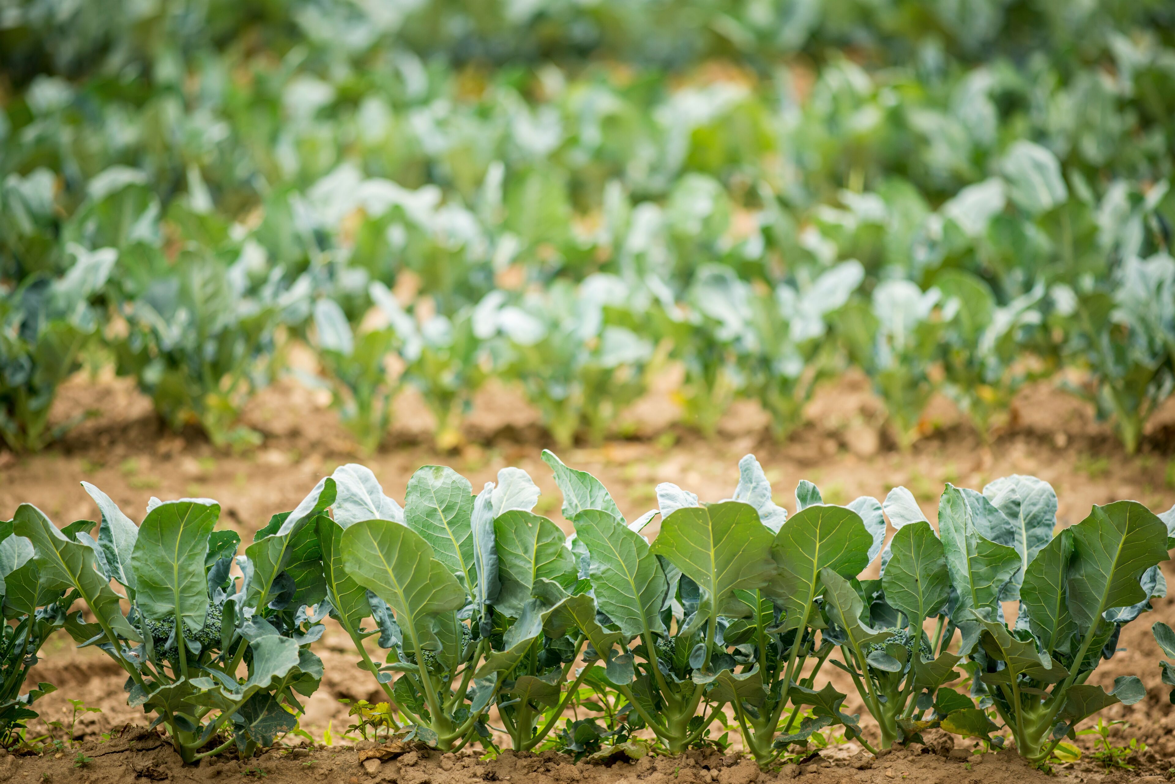 Row of broccoli plants, Clinton, Maryland, United States of America