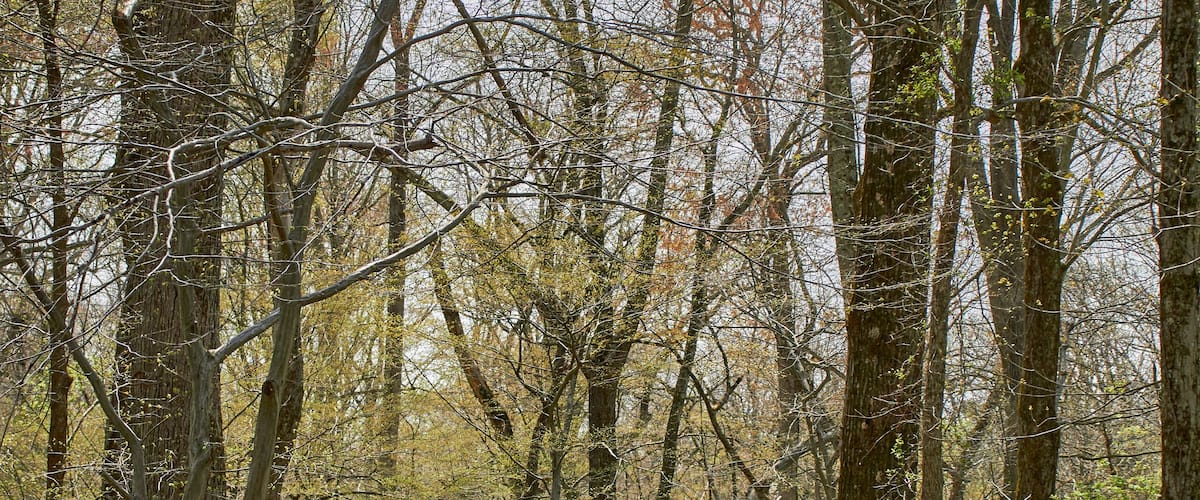 A forest trail near Collegeville, Pennsylvania, USA