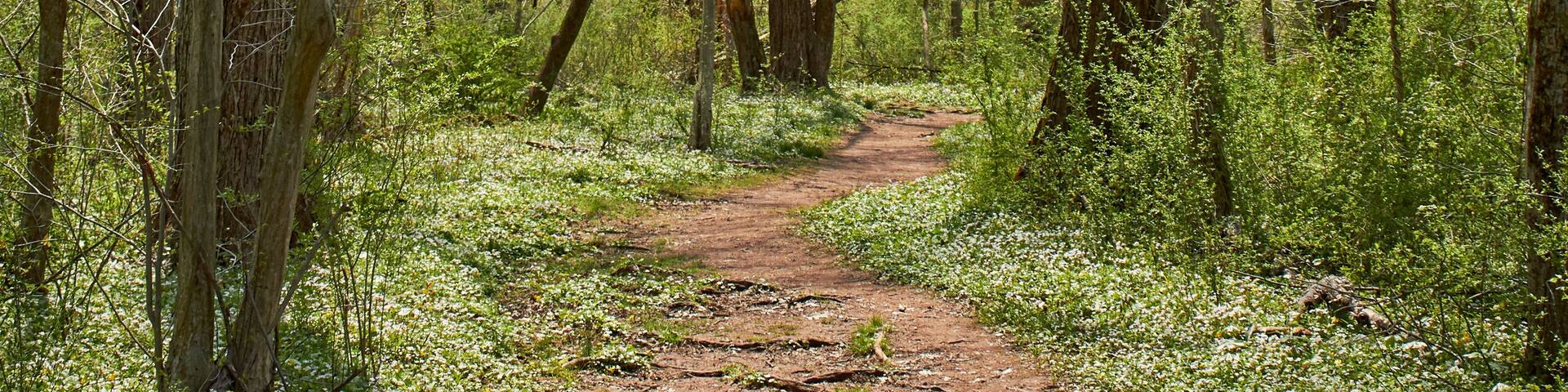 A forest trail near Collegeville, Pennsylvania, USA