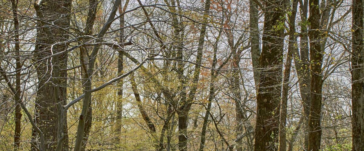 A forest trail near Collegeville, Pennsylvania, USA