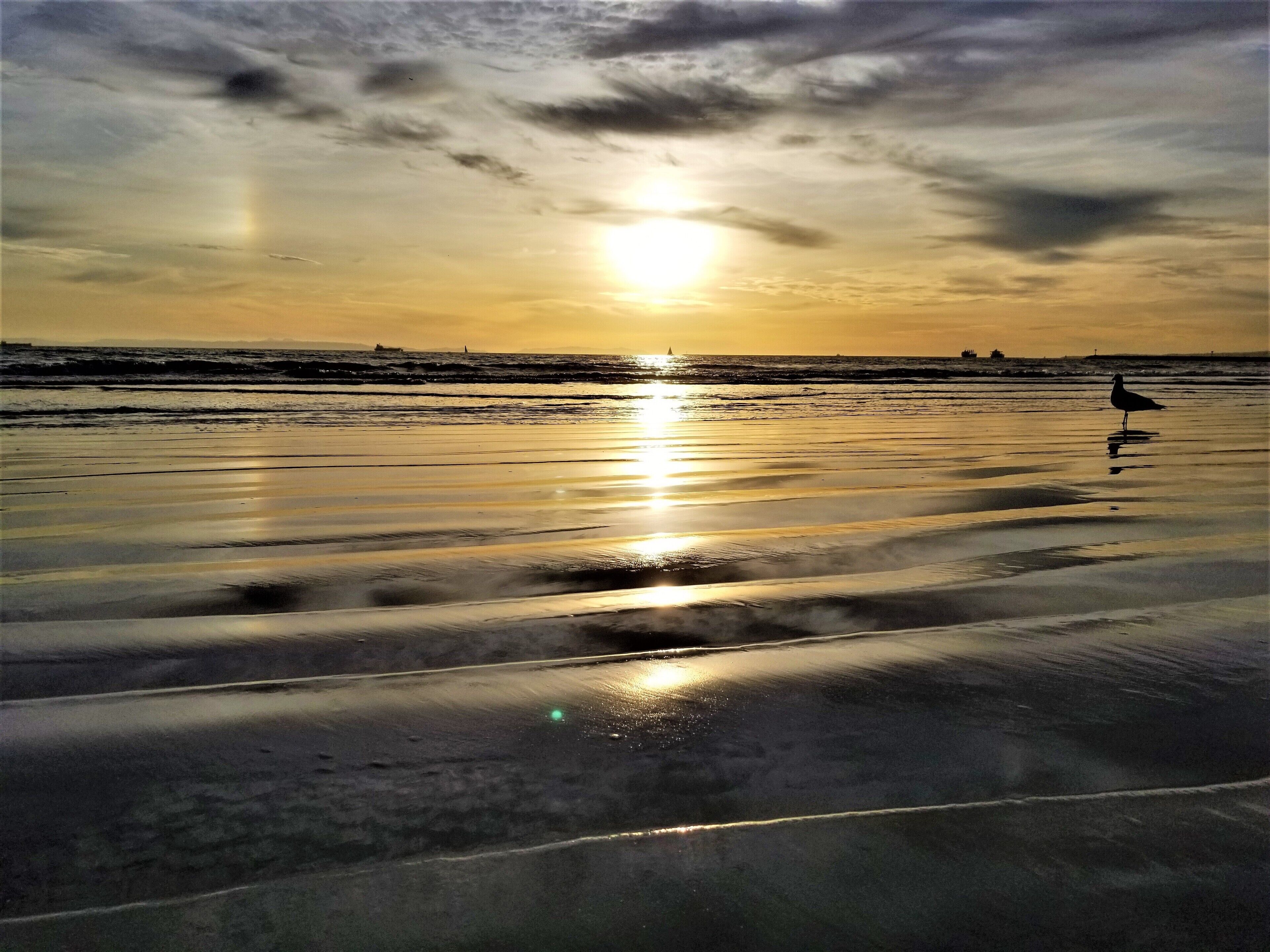 Even the birds take a minute to enjoy the blissful sunsets off the coast of Southern California. This picture was taken just a short walk down the beach from the Seal Beach Pier, in California. #Nature #LifeAtExpedia