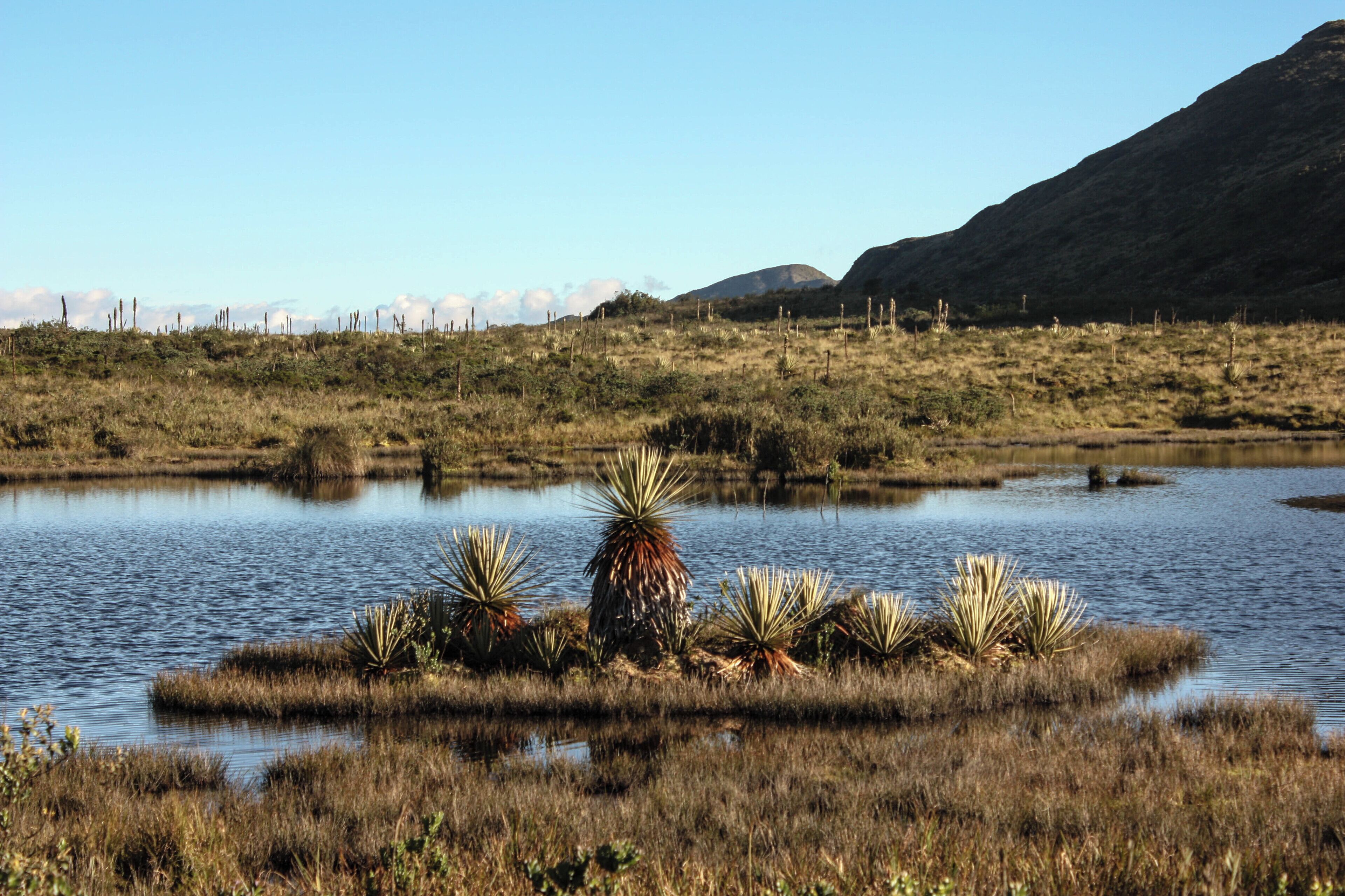 Uma paisagem de zona úmida com água, plantas de iuca e uma montanha ao fundo.