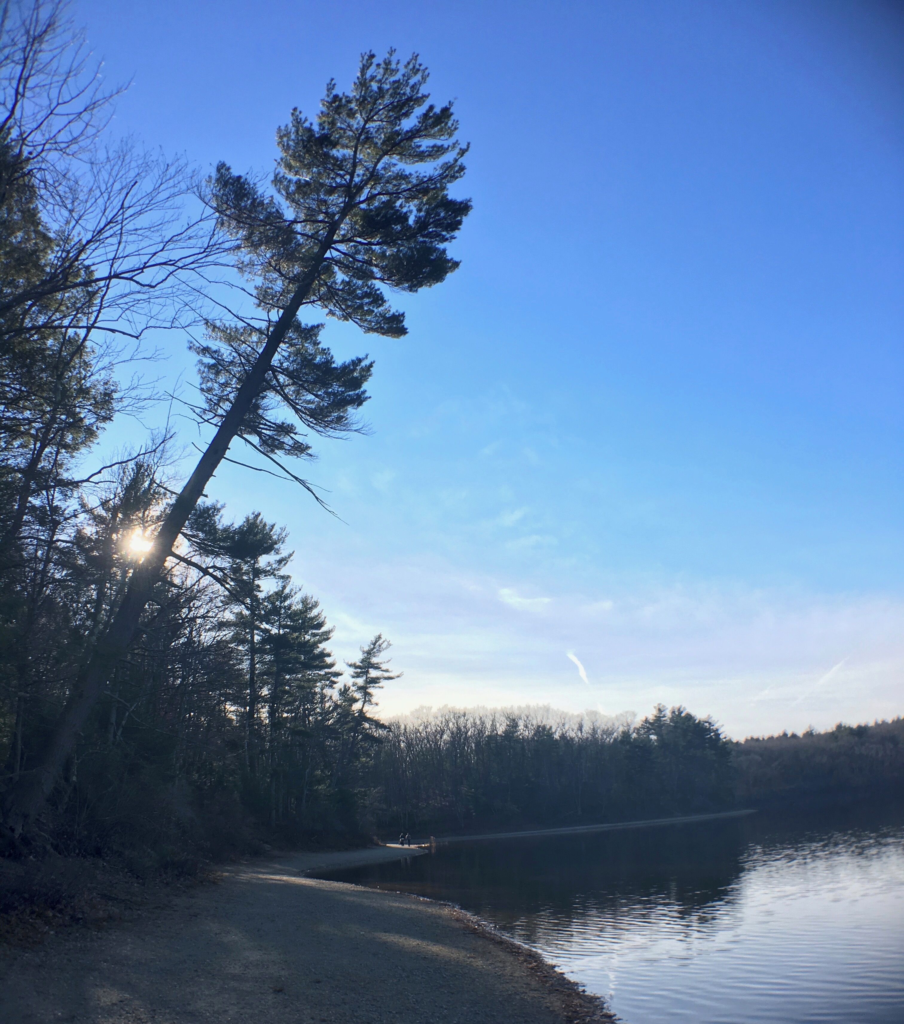 A calm lake with a dirt path leading to it, surrounded by trees and a clear blue sky.