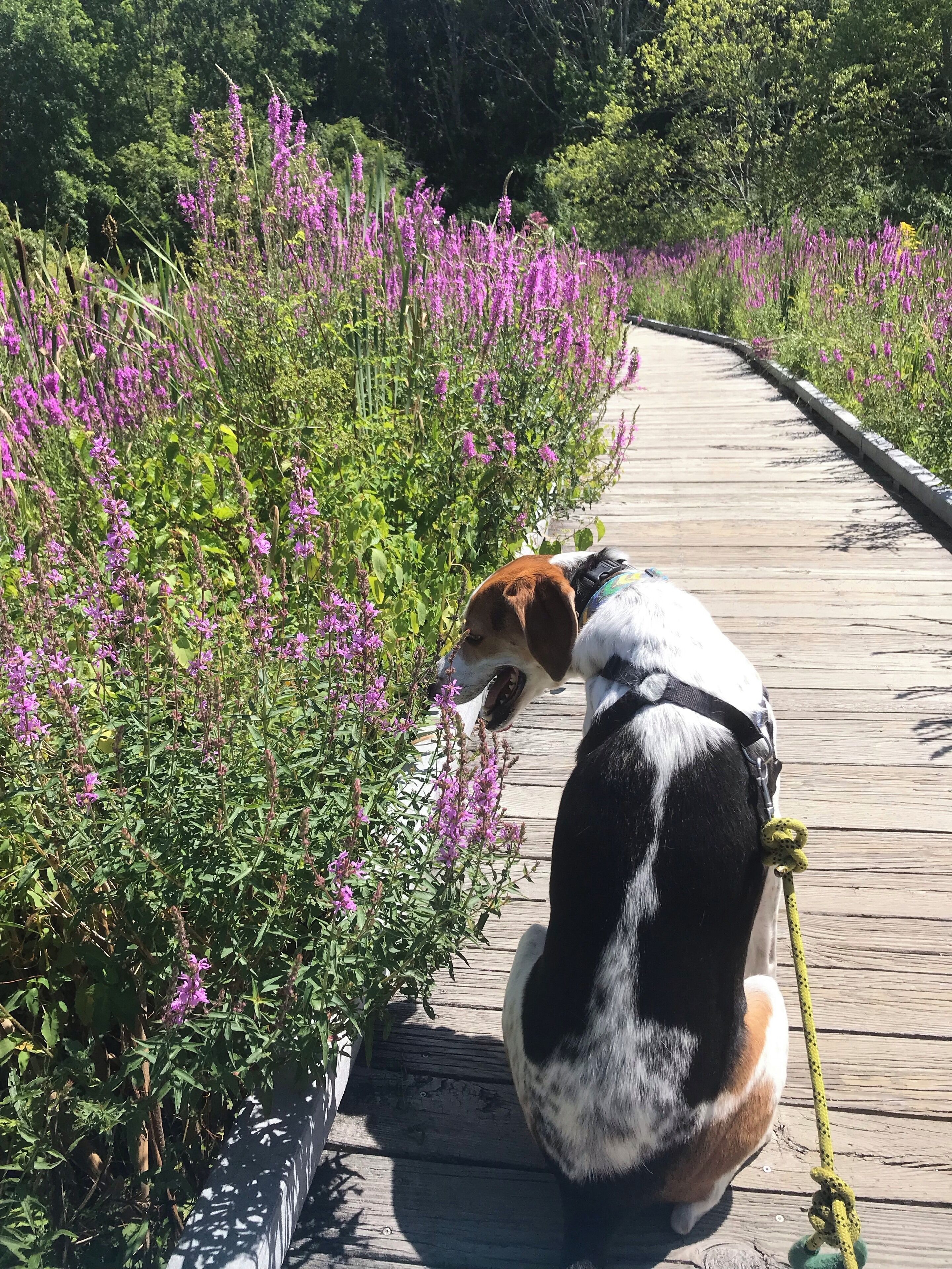 Lovely trail for walking/biking or taking the dog for an adventure. Especially great during the springtime.