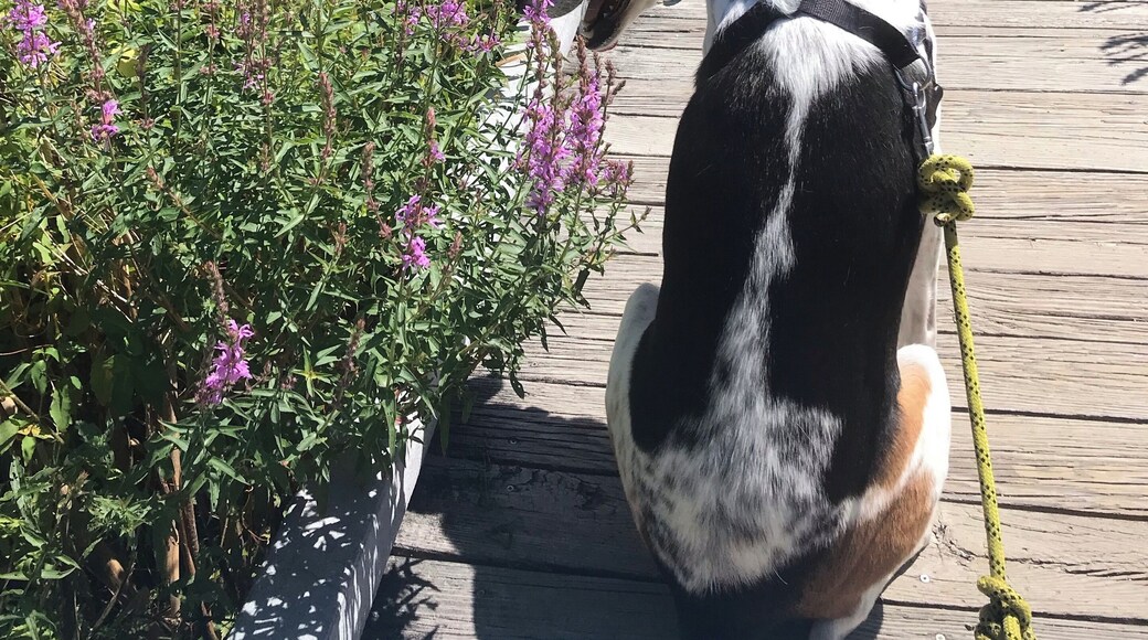 Lovely trail for walking/biking or taking the dog for an adventure. Especially great during the springtime.
