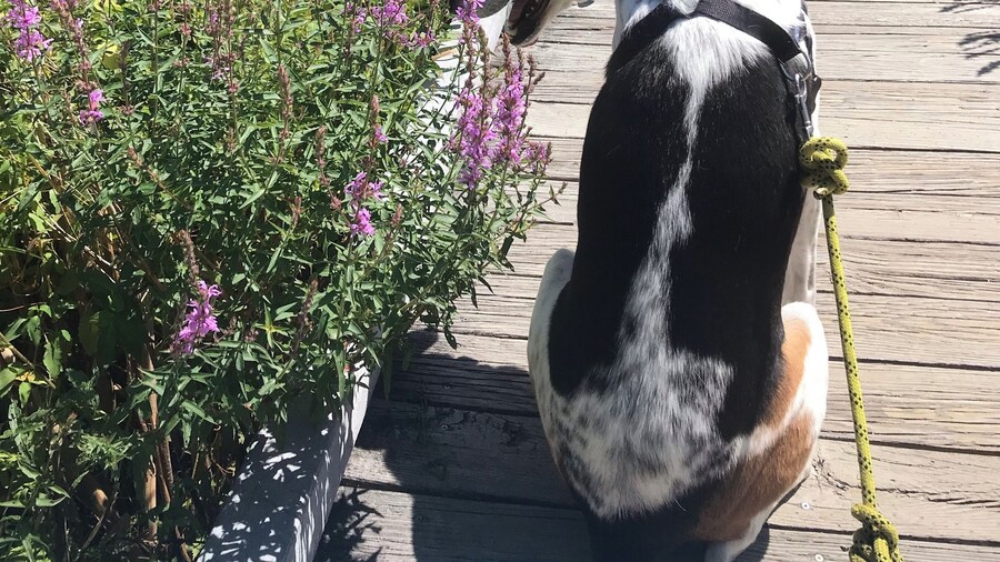 Lovely trail for walking/biking or taking the dog for an adventure. Especially great during the springtime.