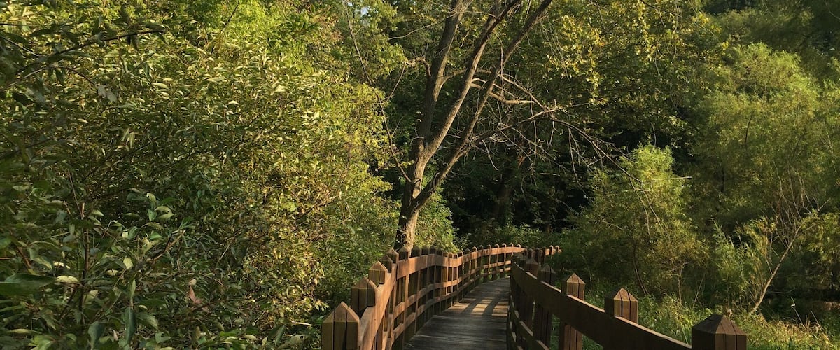 A wooden boardwalk through a dense forest.