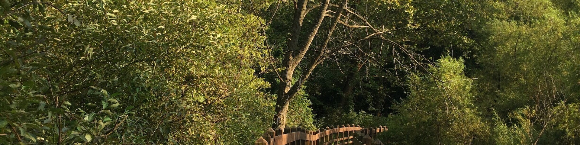 A wooden boardwalk through a dense forest.