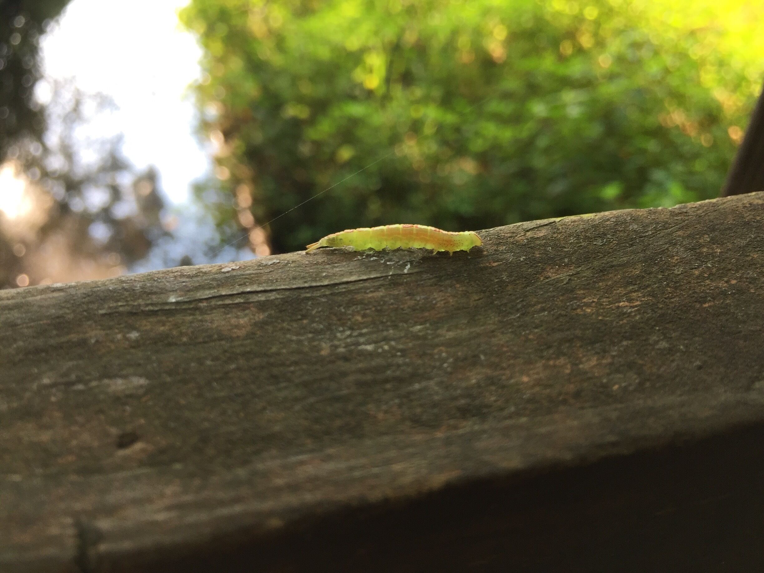 A caterpillar making its way across a wooden rail that runs along one of the hiking trails.
