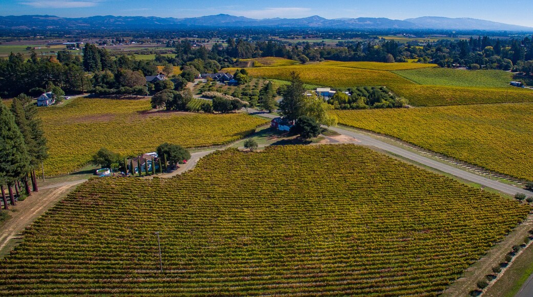 Sebastopol Vineyard estates
