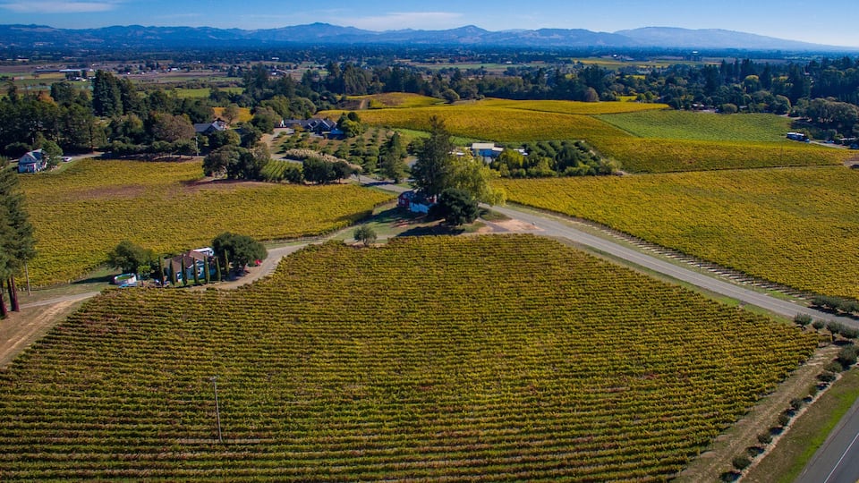 A vineyard with rows of grapevines, a road, and a small settlement with houses and trees.