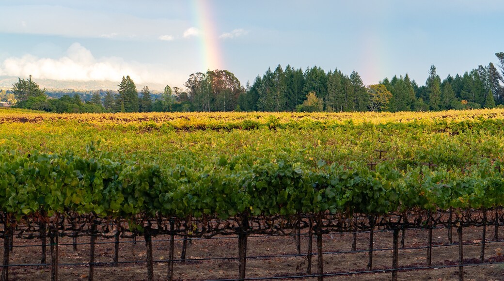 View of the wine yard