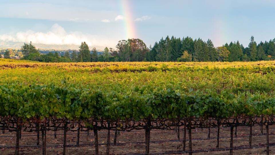A vineyard with rows of grapevines, a forest in the background, and a rainbow in the sky.