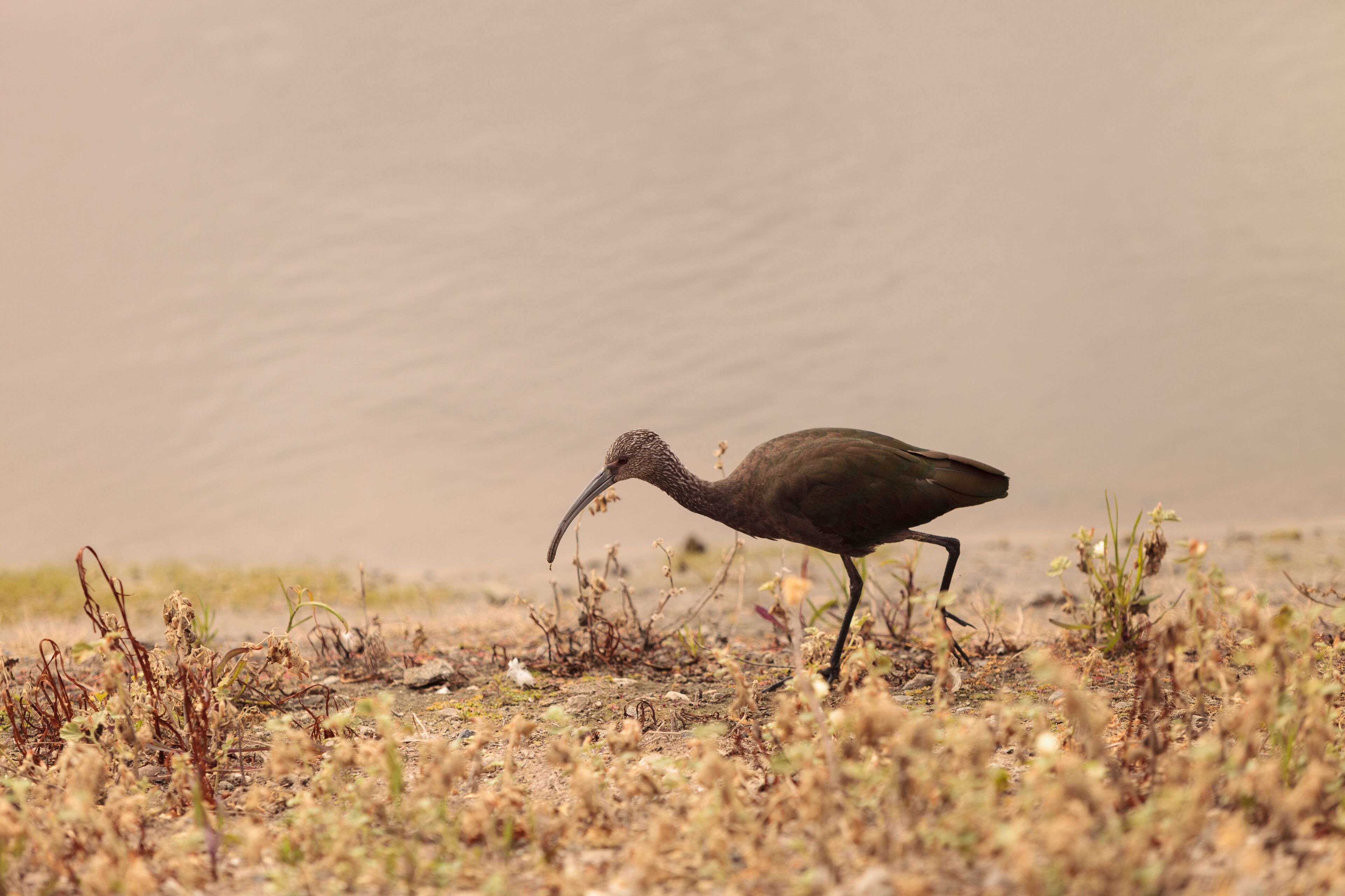 White faced ibis, Plegadis chihi, forages in the marsh at the San Joaquin wildlife reserve in Irvine, California, United States.