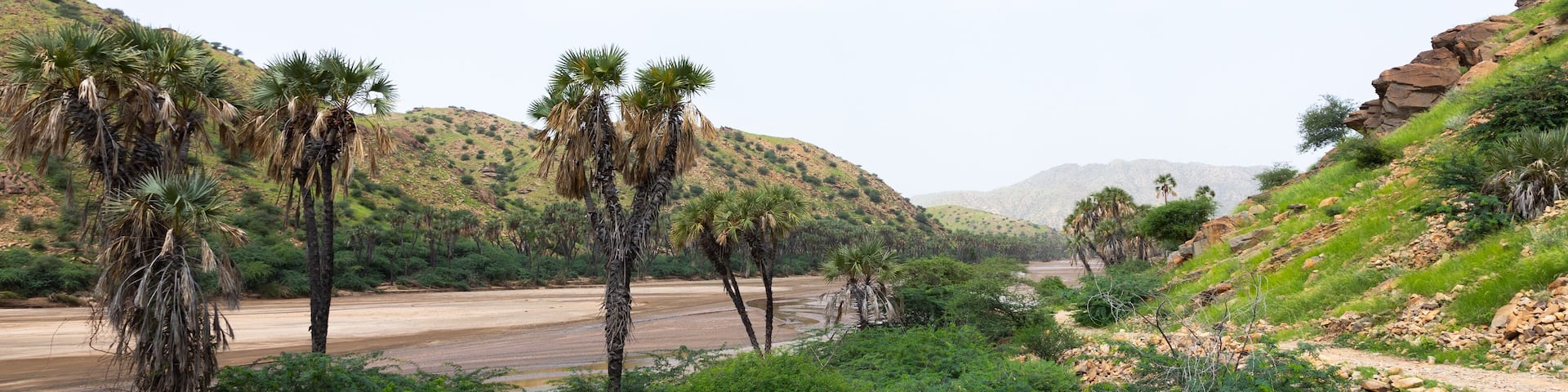 Dry river with palm trees, Gash-Barka, Agordat, Eritrea