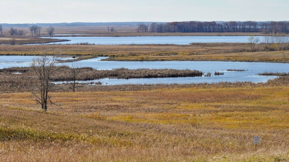 A wetland landscape with a river, sparse trees, and a distant tree line.