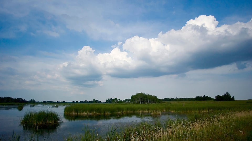 A calm lake surrounded by tall grass and trees under a partly cloudy sky.