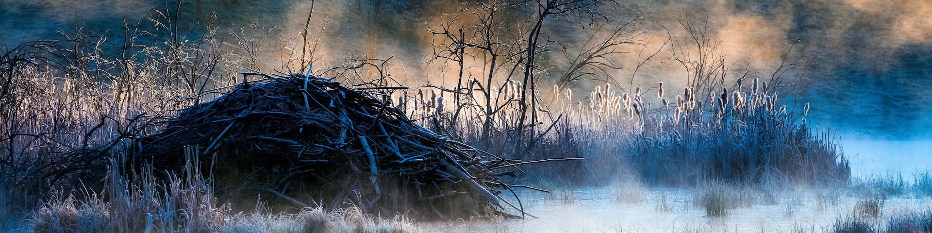 Bobrowe Żeremie w Wiosennej Mgle