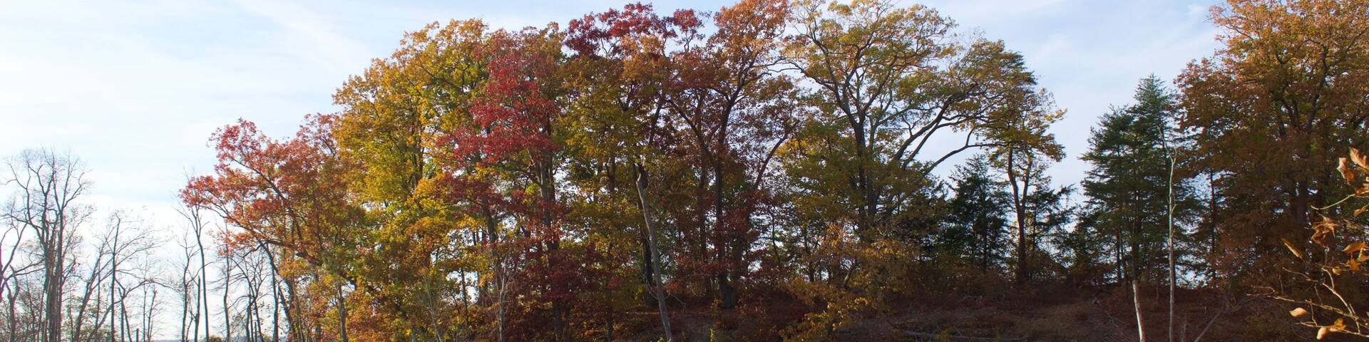 Beaver Dam in shallow water with fall autumn trees in background