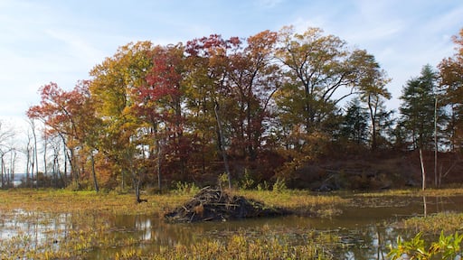 Beaver Dam