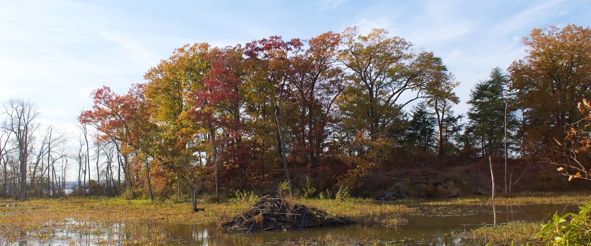 A serene pond surrounded by autumn-colored trees and a grassy foreground.